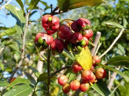Image result for Ochna natalitia