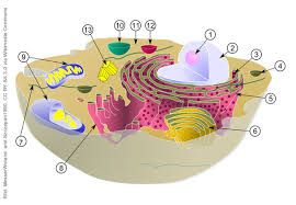 Maybe you would like to learn more about one of these? Researchers At Goethe University Create Artificial Cell Organelles For Biotechnology Aktuelles Aus Der Goethe Universitat Frankfurt