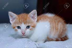 White spotting is not linked to being deaf. Orange And White Tabby Kitten Stock Photo Picture And Royalty Free Image Image 98752456