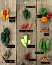 Maybe you would like to learn more about one of these? Types Of Peppers Pepper Varieties Growing In The Garden