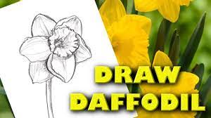 Get your team aligned with. How To Draw A Daffodil Step By Step Drawing Tutorial Guided Realistic Blooming Spring Flower Sketch Youtube