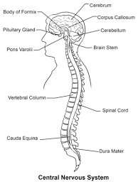 Pin On Anatomy