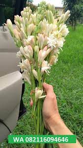 Bukannya bunga petik layu bukannya bunga harum layu bukannya bunga sedap malam. Siap Tanam 082116094646 Jual Bibit Umbi Dan Bunga Sedap Malam Tangkai Bunga Kebun Pengantin