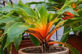 Image result for Chlorophytum