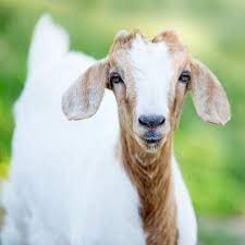 How To Raise Backyard Goats Goats Types Of Goats Goat Shelter