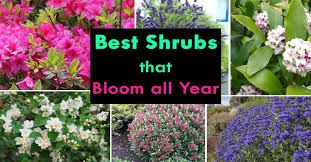 Flowers that bloom all year in texas. Shrubs That Bloom All Year Year Round Shrubs According To Season Balcony Garden Web