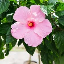 Image result for Hibiscus torrei