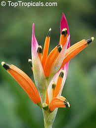 Heliconia Psittacorum Bihai Psittacorum Parrot S Heliconia Heliconia Parakeet Flower Toptropicals Com