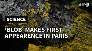 October 2019 (pdf do data model tips & tricks date in data it table. The Blob Comes To The Paris Zoological Park The Washington Post