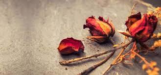 Gratis untuk komersial tidak perlu kredit bebas hak cipta. Serba Serbi Sastra Sajak Terakhir Dari Bunga Layu