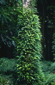 Image result for Arthropteris