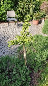 Get 5% in rewards with club o! Facherblattbaum Ginkgobaum Mariken Ginkgo Biloba Mariken Baumschule Horstmann