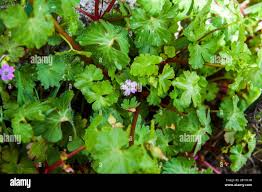 Image result for Geraniaceae