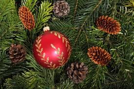 Beach christmas decorations picsart free. Tree Free Stock Photos Download 12 388 Free Stock Photos For Commercial Use Format Hd High Resolution Jpg Images