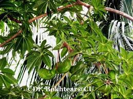 Image result for Sterculia appendiculata