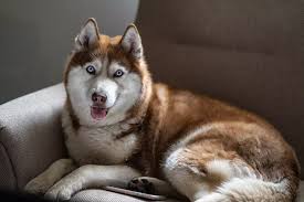 More images for honden met blauwe ogen » 10 Hondenrassen Met Blauwe Ogen Hoe Een Gelukkig Huis Voor Uw Huisdier Te Creeren