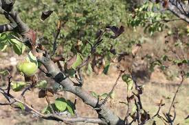 A perfectly ripe pear is ambrosial, sublime in its aroma, texture and flavor. Pear Tree Pests And Diseases That Could Ruin Your Harvest Curated Mint