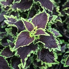Image result for Coleus scutellarioides