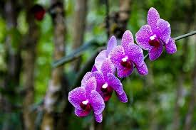 Check spelling or type a new query. Phantasea Tropical Botanical Garden St Thomas Tickets Tours Book Now