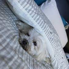 Pet boarding & sitting, pet grooming, pet services, wholesale animal health products, pet sitting, kennels, pet stores, pet shampoo, grooming tools, dog daycare, neutering. Affordable Pet Hospital 12 Photos 23 Reviews Veterinarians 10028 Cross Creek Blvd Tampa Fl Phone Number Yelp