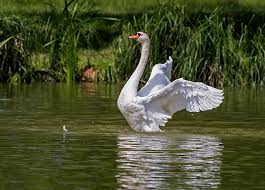 Pixabay De Ucretsiz Goruntuler Kugu Su Kusu Hayvan Doga Yuzmek Animals Water Animals Swan