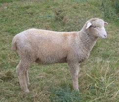 Select from premium rambouillet sheep of the highest quality. Columbia Sheep Wikipedia