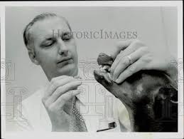 1974 Press Photo Dr. Donald Ross, Houston veterinarian works