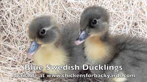 Often blue slates are a combination of these colors. Blue Swedish Ducklings For Sale Chickens For Backyards Youtube