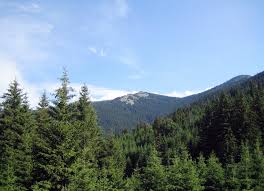Гори от смърч (Picea abies) :: Червена Книга на Република България