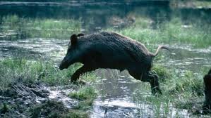 Need the translation of babi hutan in english but even don't know the meaning? Memahami Babi Hutan Yang Mengamuk Dan Tewaskan Warga Banyumas