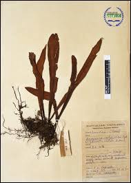 Image result for Loxogramme