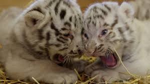 Tiger leben in indien, bangladesh und anderen ländern. Tierische Schmuggelware Vier Weisse Tiger In Auto Gefunden N Tv De