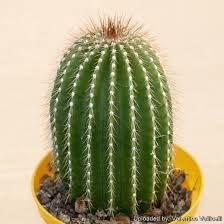 Image result for Neobolusia