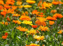 Ringelblume Sonnenanbeter In Frohlichen Farben In 2020 Ringelblume Ringelblumen Pflanzen