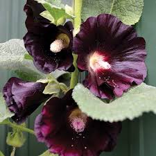 Black Hollyhock Hollyhocks Flowers Flower Seeds Flower Seeds Packets