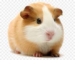 Transparent png generator was started as a tool for our internal. Hamster Background