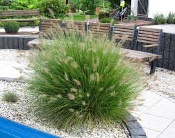 Im garten hat es in unserem klima eine gute chance, den winter besonders junge pflanzen überstehen die winter im freien nicht. Pennisetum Alopecuroides Hameln Lampenputzergras Graser Pflanzen Versand Fur Die Besten Winterharten Balkonpflanzen Kubelpflanzen Zimmerpflanzen