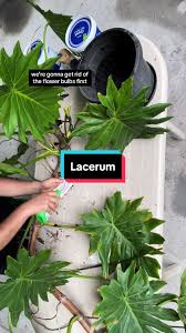 Image result for Philodendron lacerum