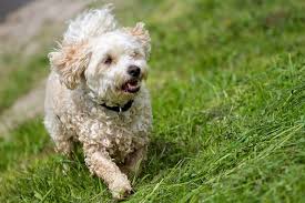 Raised in their home in west michigan, the havapoo puppies here are constantly interacting with the breeders most of the time. Havapoo Dog Breed Health Training Feeding Puppies And Temperament Petguide