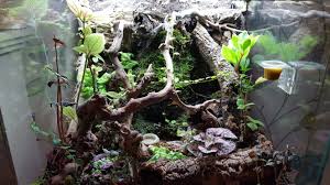 Planted Exoterra With Waterfall Housing Mourning Geckos Waterfall House Exoterra Terrarium Plants