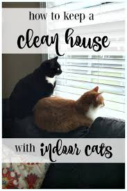 How To Keep A Clean House With Indoor Cats Come Home For Comfort Indoor Cat Cats Cat Parenting