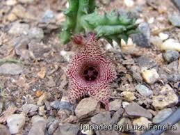 Image result for Huernia volkartii