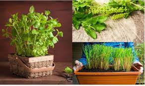 We did not find results for: Indian Medicinal Plants 5 Medicinal Herbs You Must Plant In Your Kitchen Garden India Com