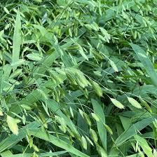 Image result for Chasmanthium latifolium