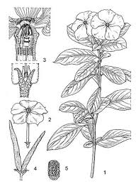 Image result for Catharanthus roseus