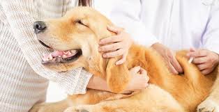 Our bluepearl pet hospital in sarasota, fl, provides specialty care to pets by appointment. Pet Wellness Exams Sarasota Vets Forest Lakes Animal Clinic