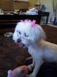 Learn more about the maltese breed and find out if this dog is the right fit for your home at petfinder! Oh My The Poor Thing Is Bald Maltese Dogs Forum Spoiled Maltese Forums