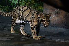 The clouded leopard occurs from the himalayan foothills in nepal, bhutan and india to myanmar, southeastern bangladesh, thailand, peninsular malaysia, to south of the yangtze river in china. Nebelparder Wikipedia