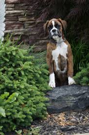 If you would like to be contacted when these puppies are available. Pin By Jeannie Mcelroy On Big Mac Boxers Big Mac Puppies Boxer