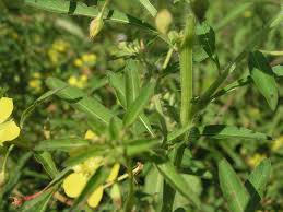 Image result for Ludwigia leptocarpa